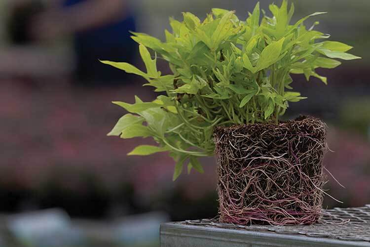 Growing Solutions