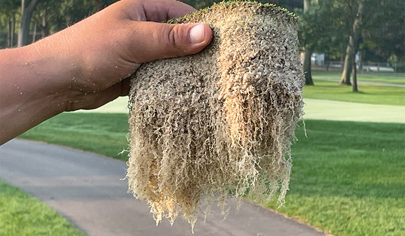 A hand holds up a piece of turf with dense, dangling white roots, showing healthy grass and soil structure. A golf course with green grass and trees appears in the background.