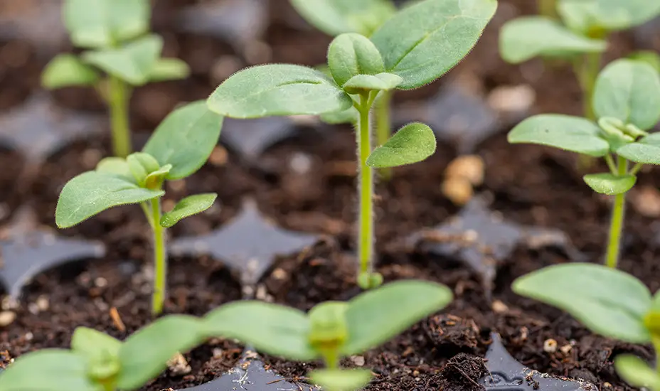 Close-up of several young green seedlings growing in moist soil, with small leaves and stems emerging from dark, nutrient-rich dirt in a seedling tray.