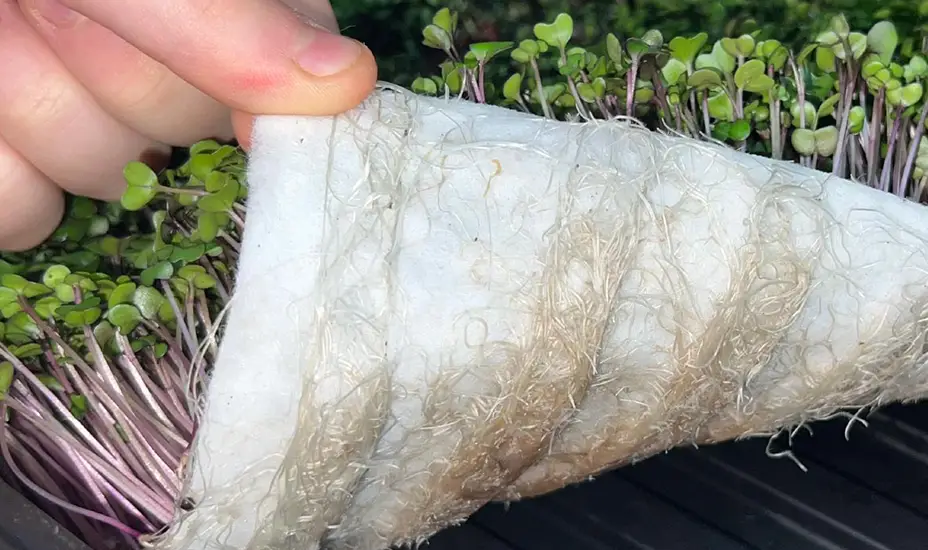 A hand lifts a mat of densely growing microgreens, revealing tangled white roots underneath.