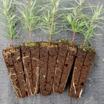 Four young seedlings with visible roots are planted in rectangular soil blocks, arranged side by side on a textured gray surface.