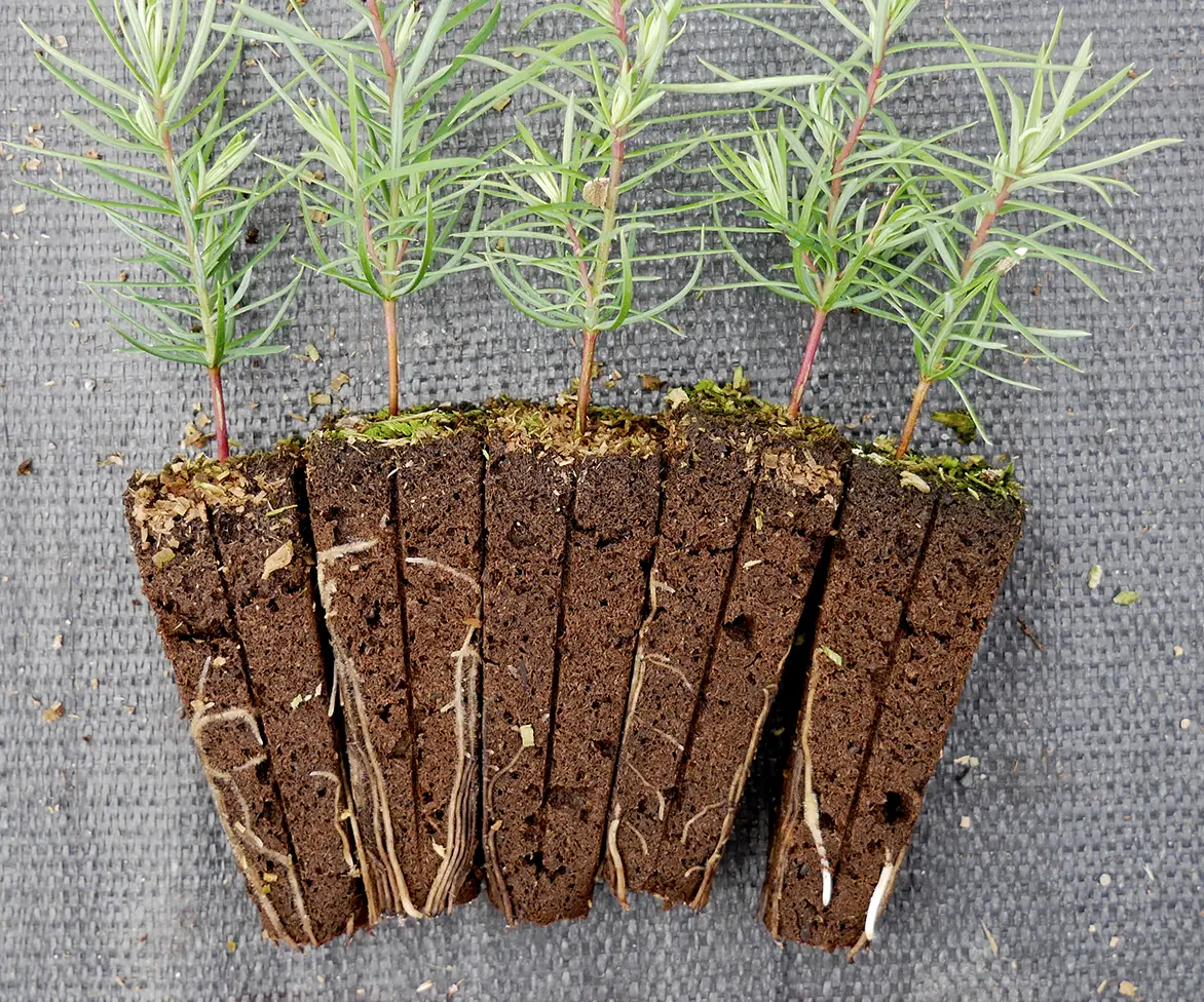 Four young seedlings with visible roots are planted in rectangular soil blocks, arranged side by side on a textured gray surface.