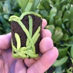 Thick orchid roots in planting media.