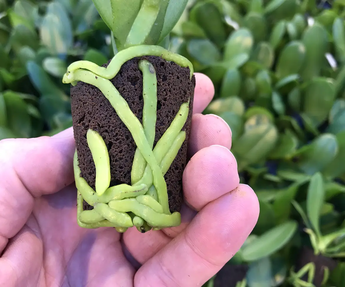 Thick orchid roots in planting media.