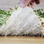 Seedlings in a growing media.