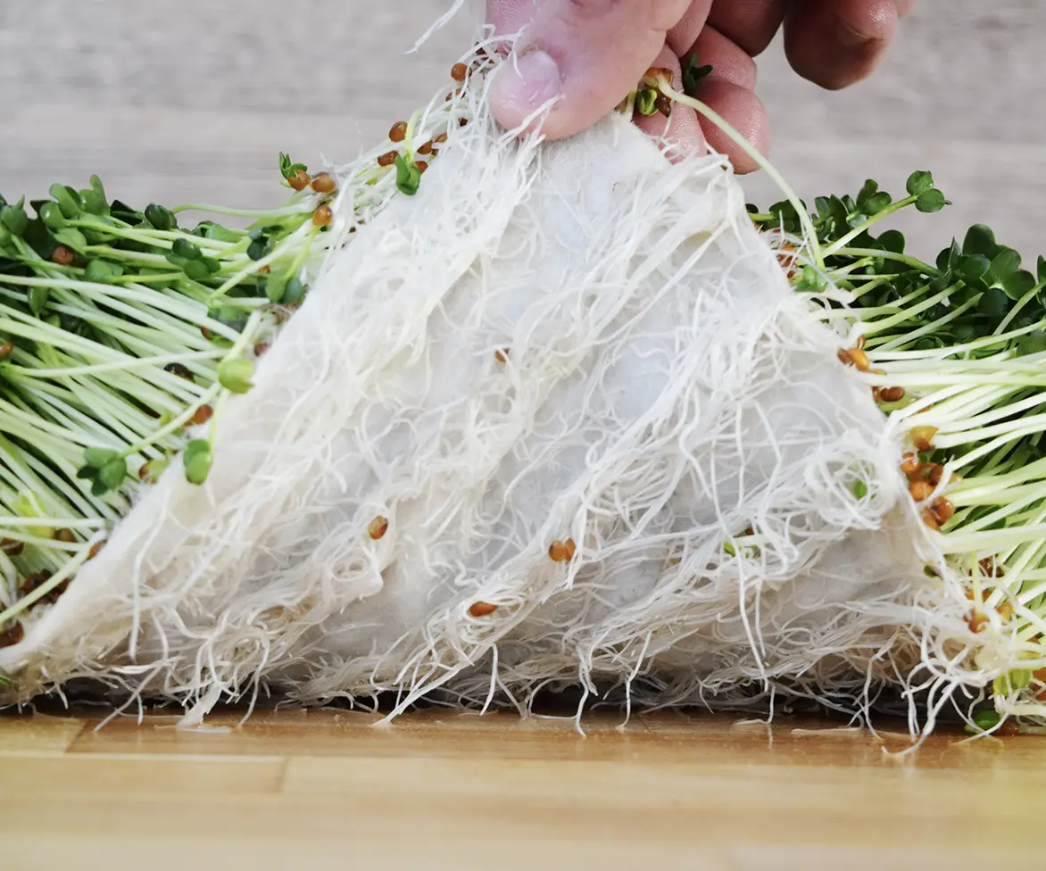 Seedlings in a growing media.