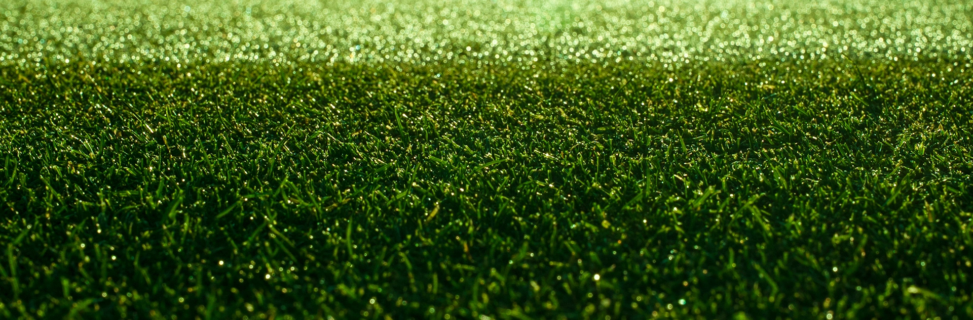 Sports turf.