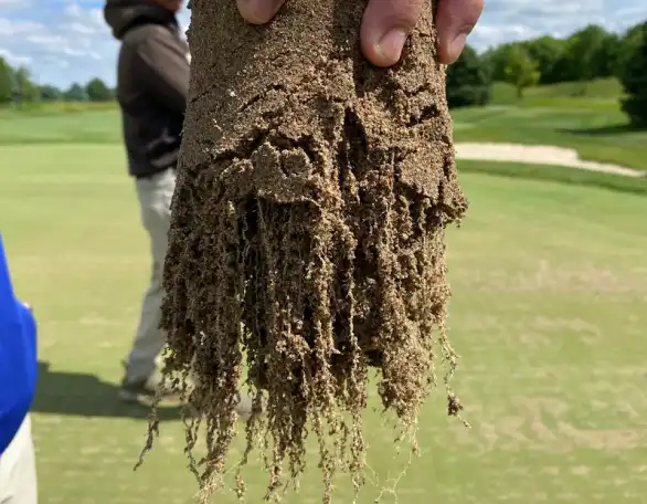 A hand holds up a clump of soil with visible roots hanging down, against a grassy outdoor background with people and trees.