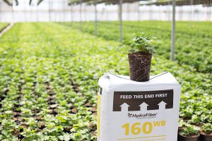A potted plant with visible roots sits on a white bag labeled HydraFiber 160WB in a greenhouse filled with rows of green plants. The bag has arrows and the text FEED THIS END FIRST..