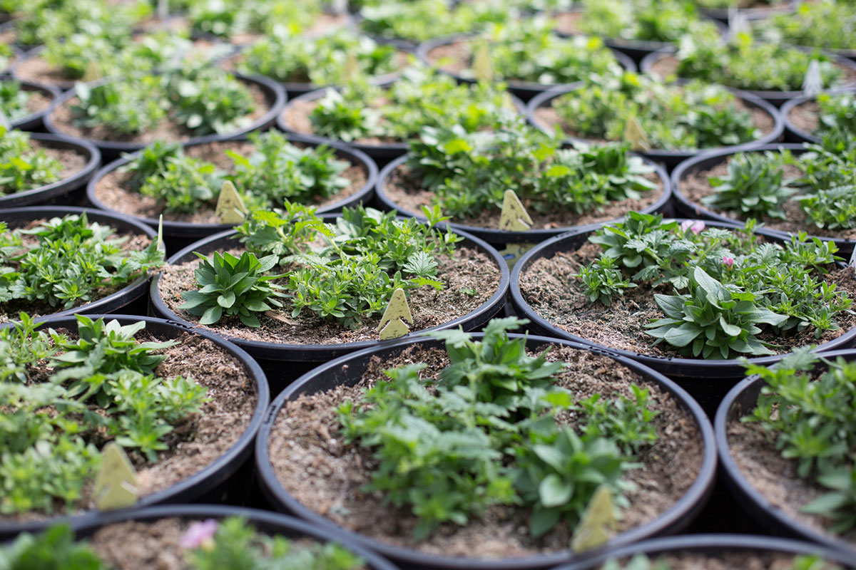 Rows of black plastic pots filled with soil and young green plants, each pot labeled with a small yellow tag, arranged closely together in a greenhouse or nursery setting.