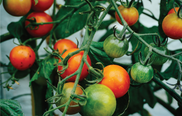 Cherry tomatoes.