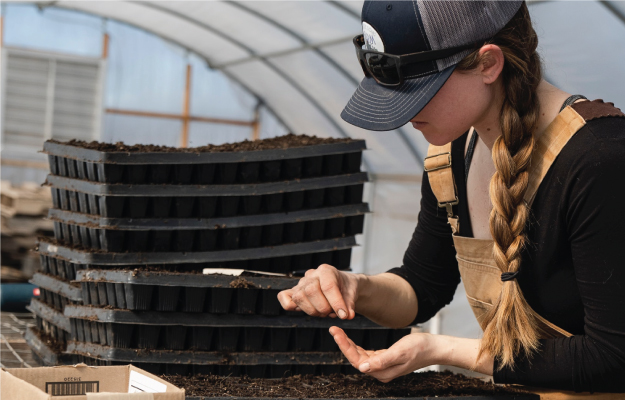 Comercial grower planting seeds.