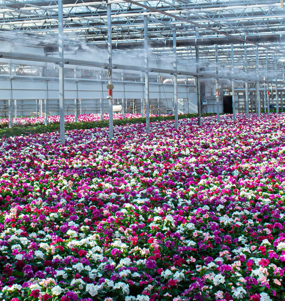Commercial greenhouse.