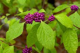 Clusters of bright purple beautyberries growing on a leafy green branch.