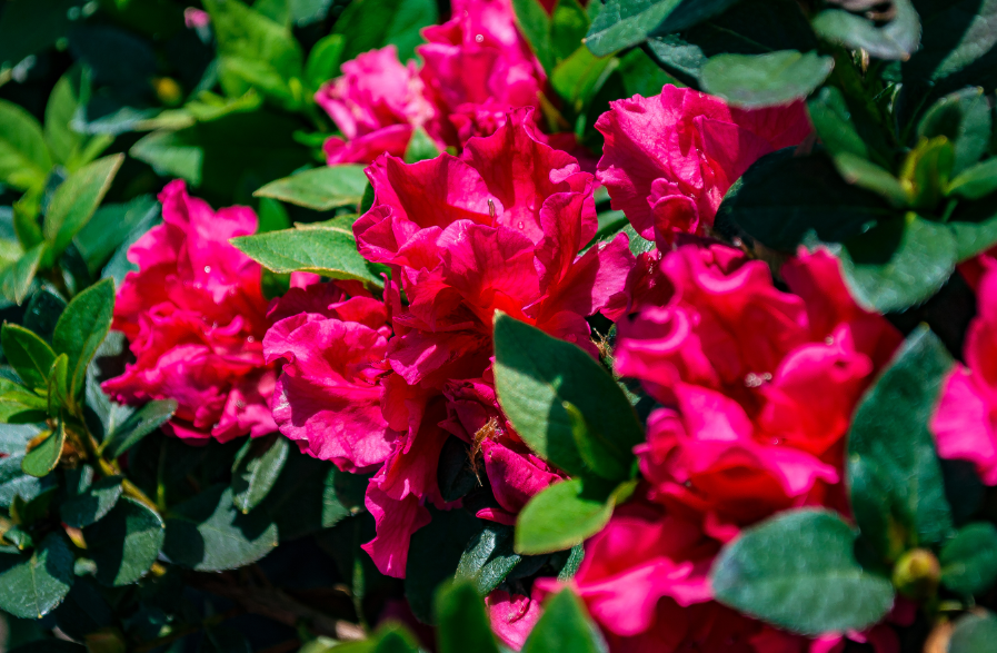 Close-up of vivid pink azalea flowers blooming among dark green leaves.