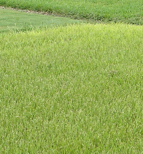 Light green bahiagrass lawn with slightly uneven color and texture.