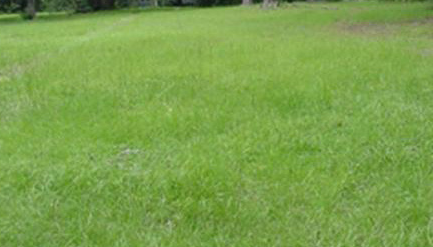 Wide view of a bahiagrass lawn showing coarse texture and patchy growth.