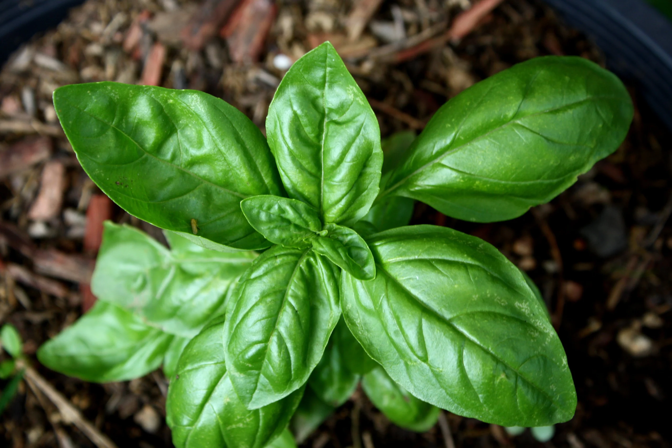 Close-up of fresh green basil leaves growing in a garden bed.