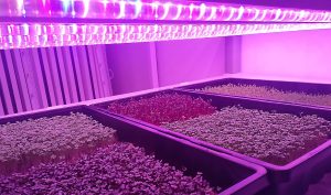 Four trays of microgreens are growing under bright pink-purple LED grow lights in an indoor setting, with the lights illuminating the plants and casting a pink hue across the scene.