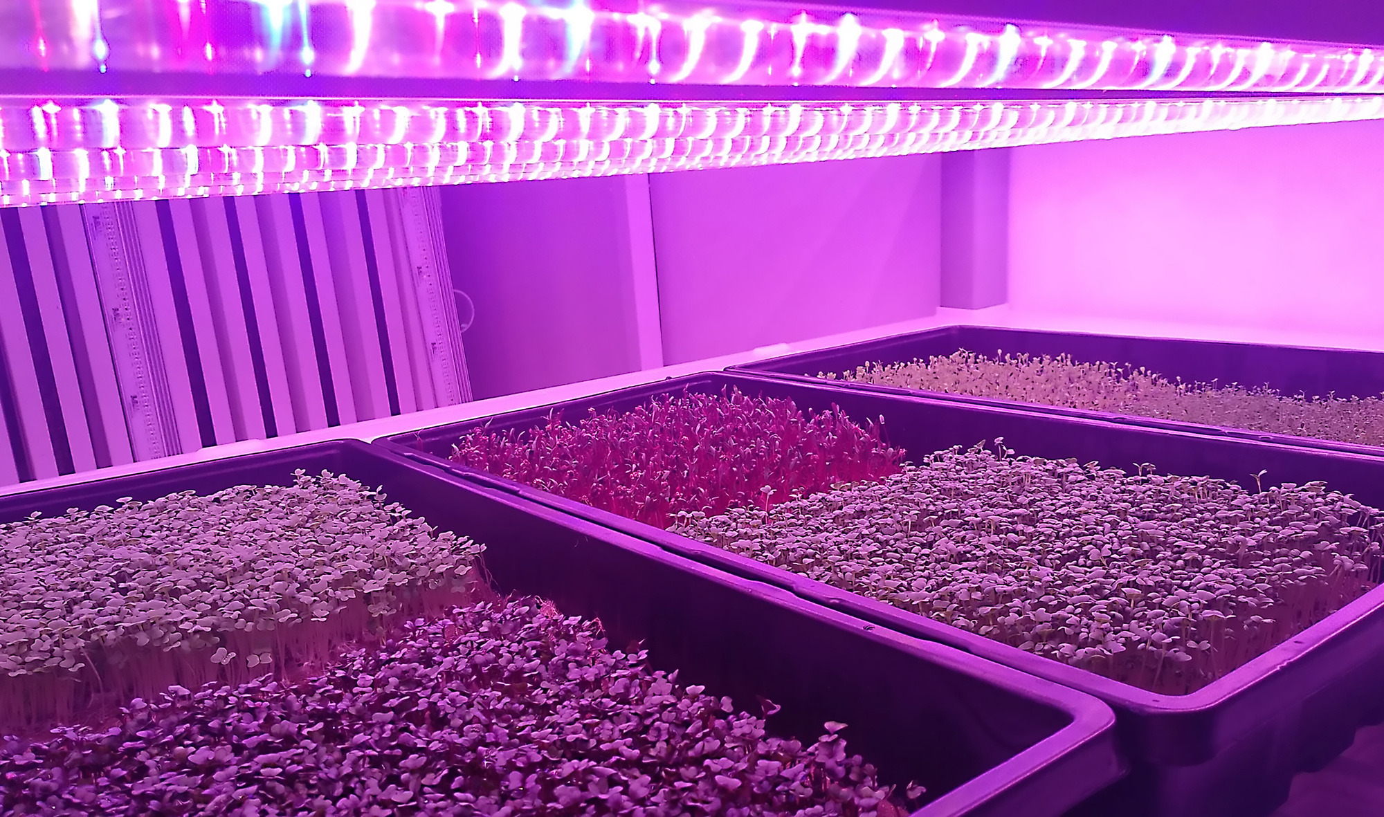 Four trays of microgreens are growing under bright pink-purple LED grow lights in an indoor setting, with the lights illuminating the plants and casting a pink hue across the scene.