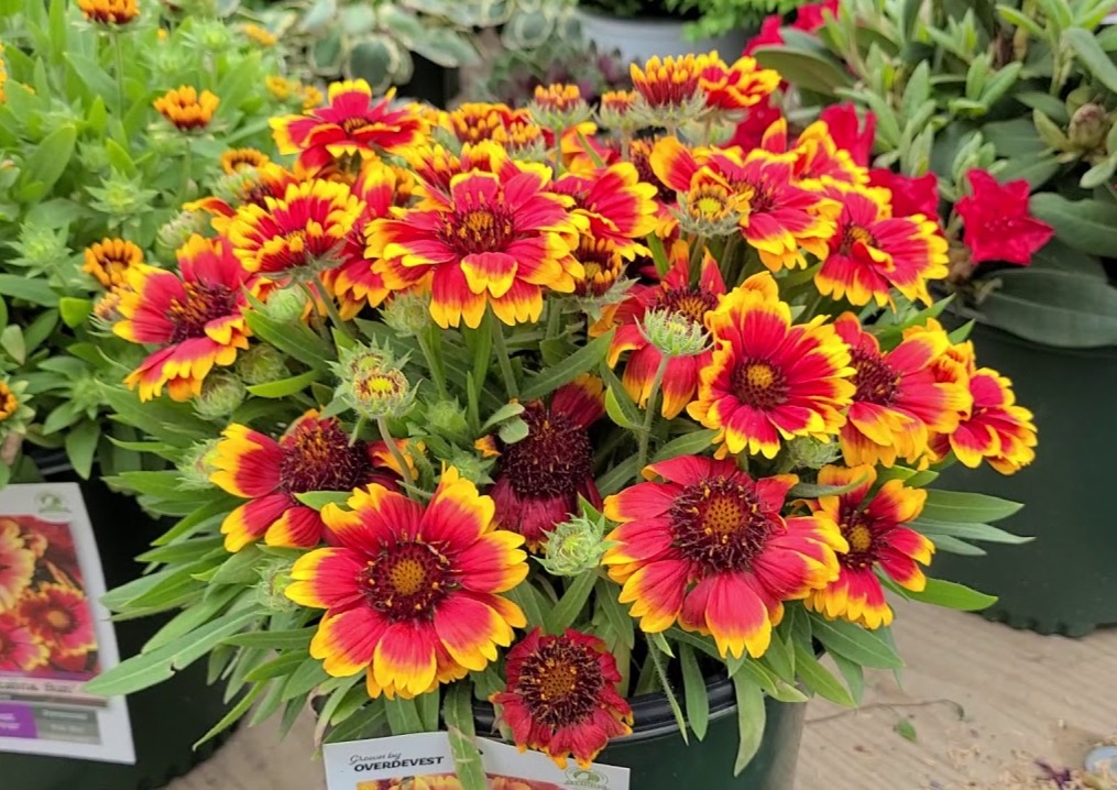 Red and yellow blanket flowers (Gaillardia) blooming in a nursery container.