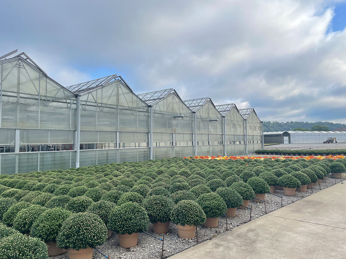 Rows of potted green shrubs outside large, glass-paneled greenhouses under a partly cloudy sky, with some orange-flowering plants visible in the background.