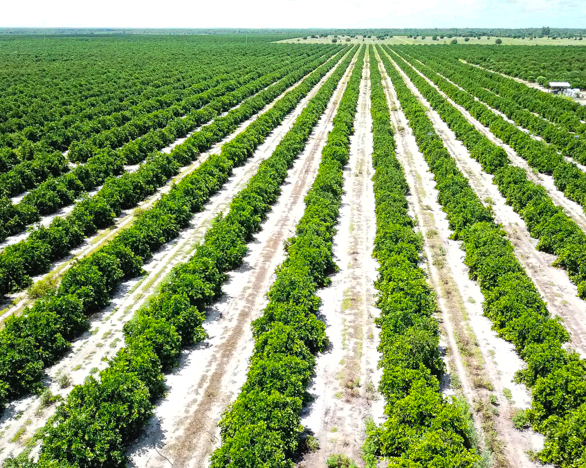 Aerial view of long rows of citrus trees stretching across a large Florida orchard.
