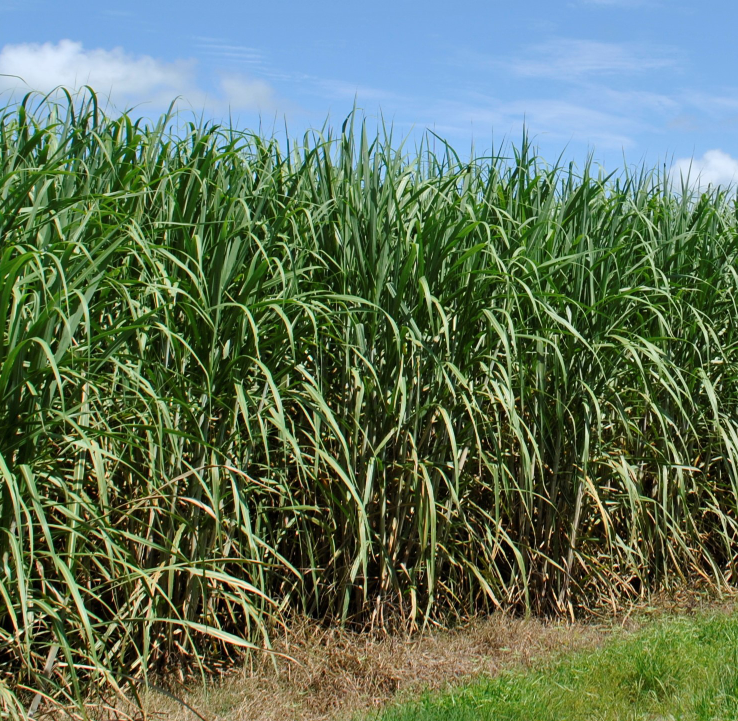 Tall green sugarcane growing in a field under a bright blue sky.