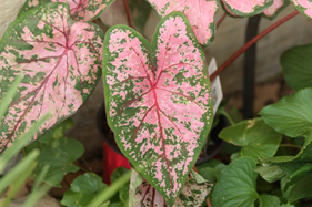 Pink-and-green caladium leaves growing in a garden bed.