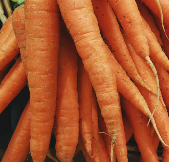 Close-up of freshly harvested orange carrots with soil still on the skins.