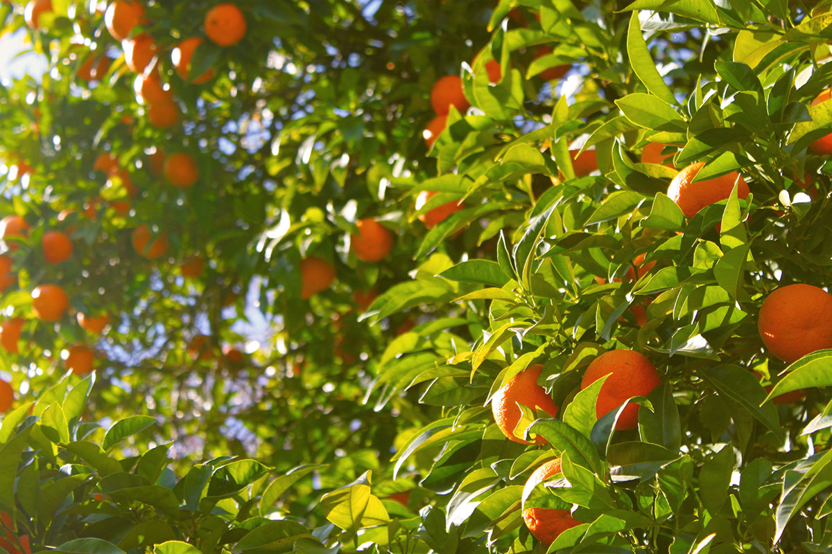 Sunlit orange trees filled with ripe oranges and green leaves, with sunlight streaming through the branches.