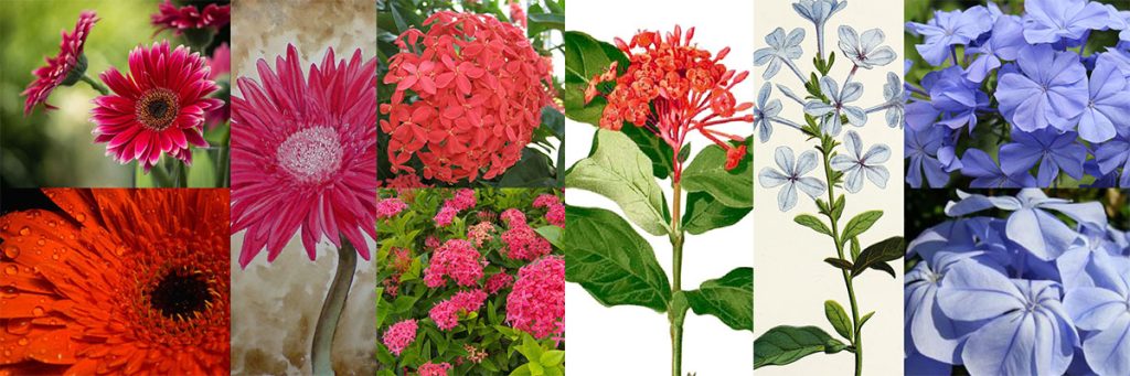 Collage of colorful flowering plants including gerbera daisies, ixora, and plumbago blooms.