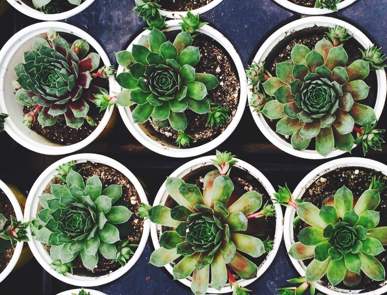 Top-down view of small green succulents growing in white pots arranged closely together.