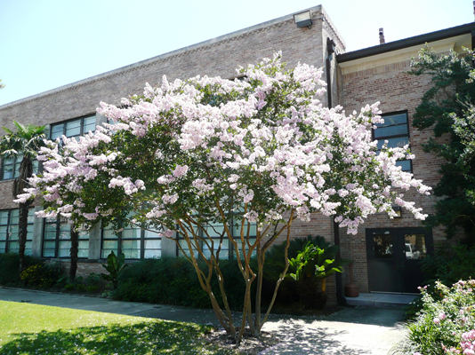 A crape myrtle tree covered in pale pink blossoms in front of a building.