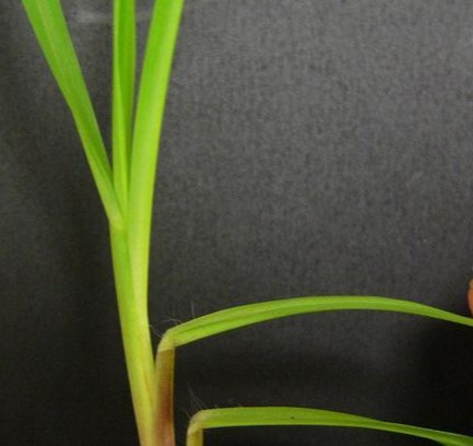 Close-up of bahiagrass blades showing flat, narrow leaves and stem structure.