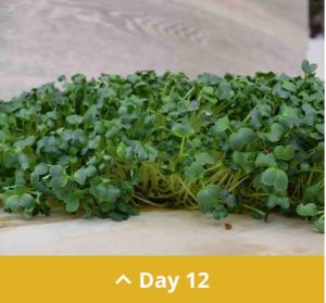 Day 12 microgreens.