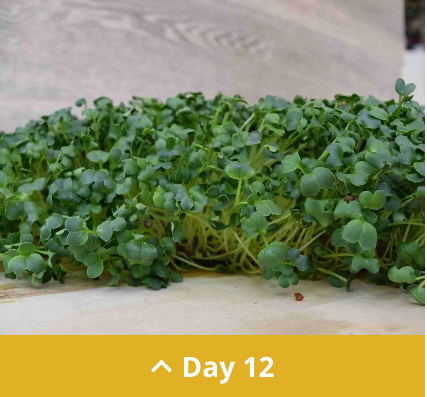 Day 12 microgreens.