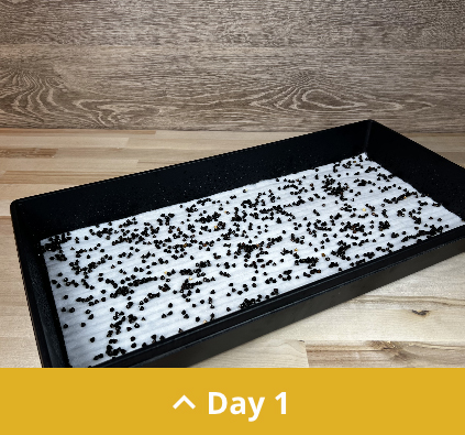 Seeds in a propagation tray on BioStrate.