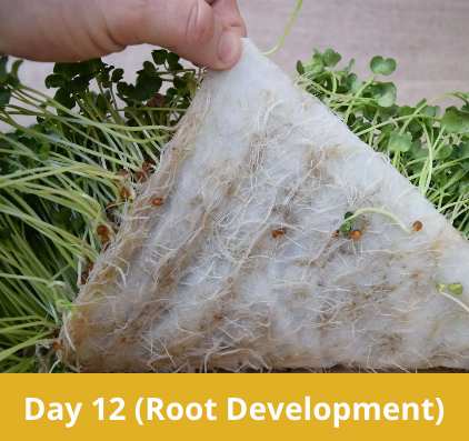 Microgreen roots.