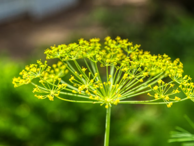 Yellow dill flower head blooming in a garden with a soft green background.