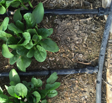 Close-up of a drip irrigation line watering young plants in soil.