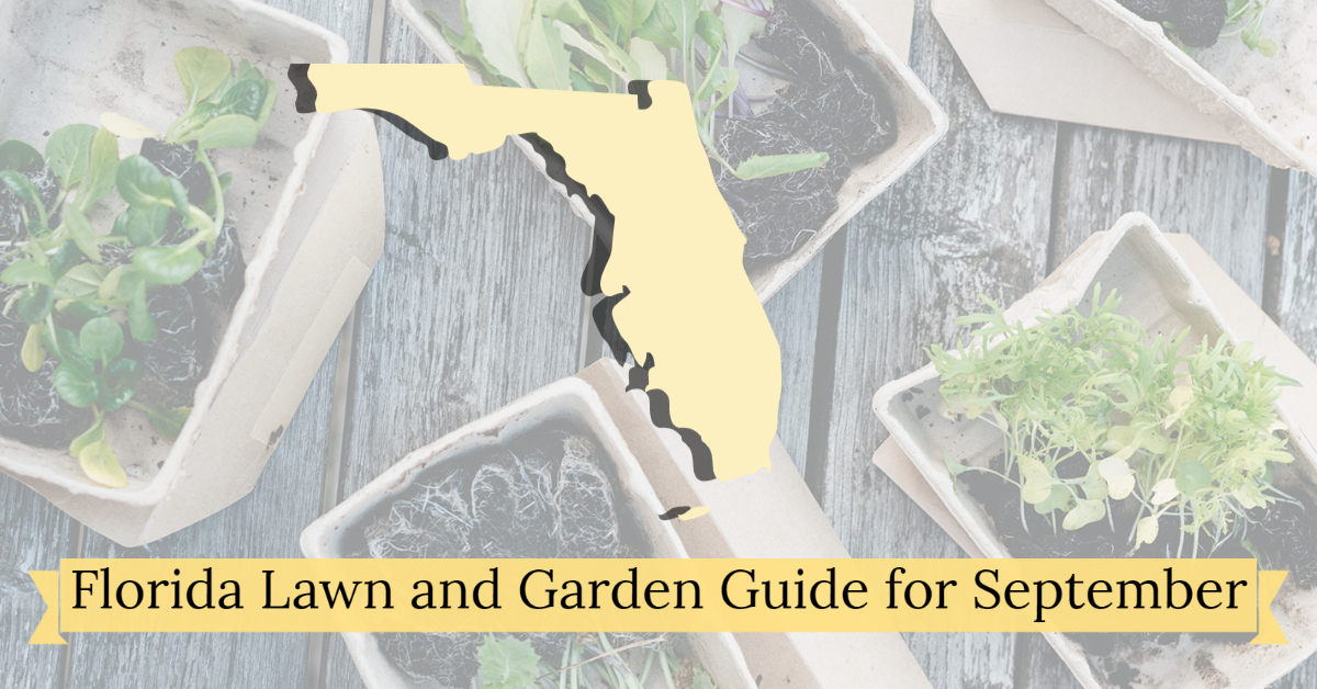 Graphic with Florida silhouette and text reading “Florida Lawn and Garden Guide for September” over seedling trays.