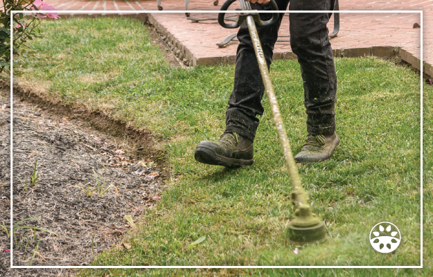 Person trimming the edge of a lawn with a string trimmer near a garden bed.