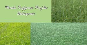 Graphic titled “Florida Turfgrass Profiles: Bahiagrass” featuring multiple photos of bahiagrass lawns and growth habits.