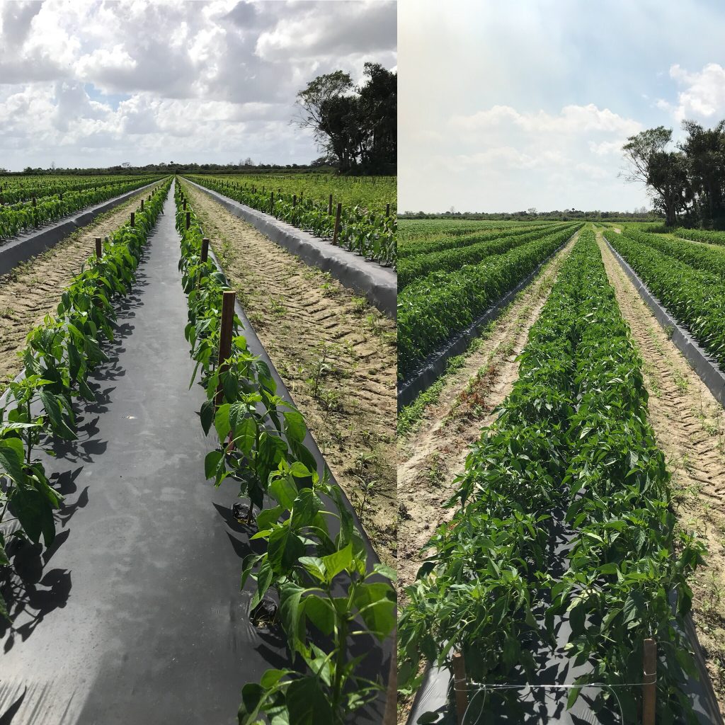 Side-by-side photos of pepper plants growing in long, plastic-mulched rows in a large agricultural field at different stages of growth.
