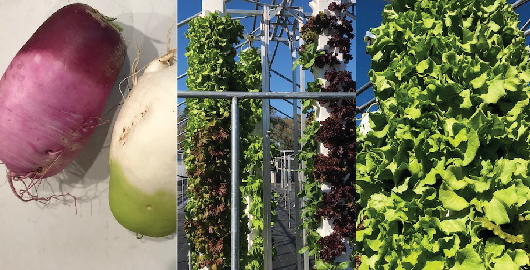 Collage showing harvested radishes, vertical hydroponic growing towers, and close-up green leaf lettuce.