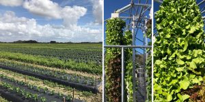 Combination image of large open field crop production alongside vertical hydroponic lettuce towers and leafy greens.