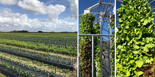 Combination image of large open field crop production alongside vertical hydroponic lettuce towers and leafy greens.