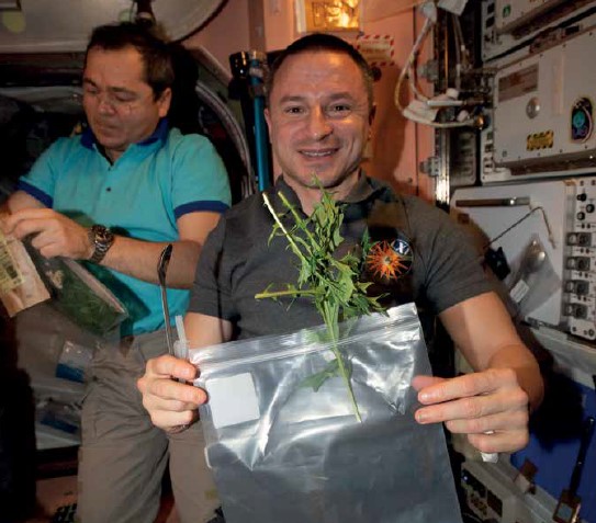 Astronaut aboard the International Space Station holding a sealed bag with leafy greens grown in microgravity.
