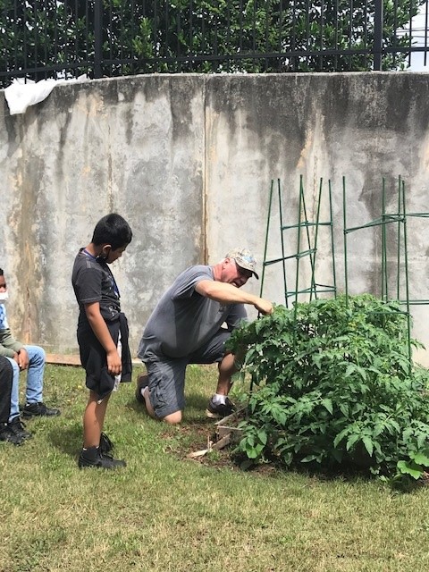 Man kneels in a community garden tending tomato plants while a child stands nearby watching.
